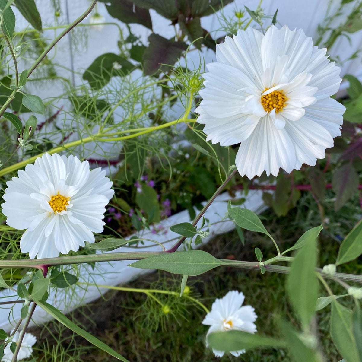 Cosmos Mixed Color Seeds | Easy-Care Annual Flower