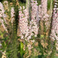 Speedwell Veronica Seeds | Easy-Care Perennial Flower
