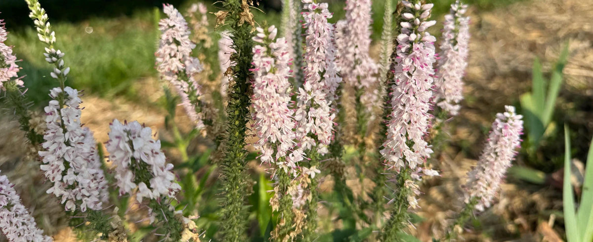 Speedwell Veronica Seeds | Easy-Care Perennial Flower