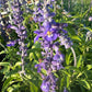Annual Salvia Seeds | Vibrant Pollinator-Friendly Flower