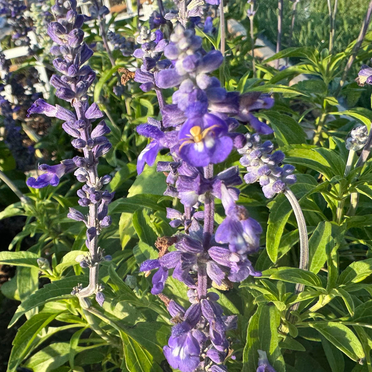 Annual Salvia Seeds | Vibrant Pollinator-Friendly Flower