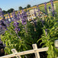 Annual Salvia Seeds | Vibrant Pollinator-Friendly Flower