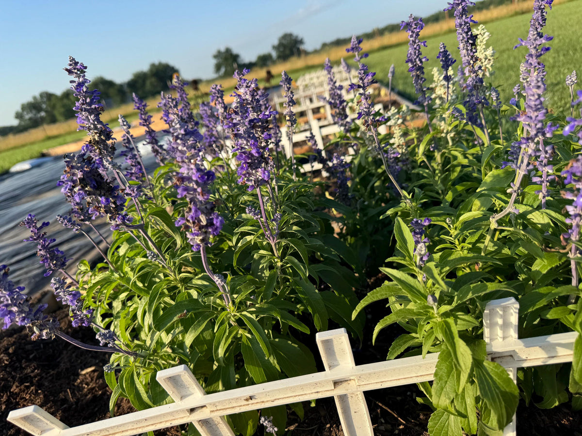 Annual Salvia Seeds | Vibrant Pollinator-Friendly Flower