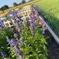 Annual Salvia Seeds | Vibrant Pollinator-Friendly Flower