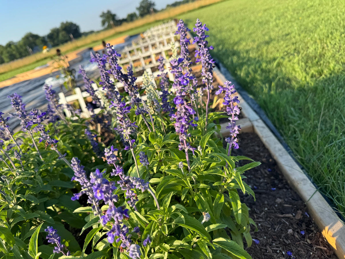 Annual Salvia Seeds | Vibrant Pollinator-Friendly Flower