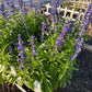 Annual Salvia Seeds | Vibrant Pollinator-Friendly Flower