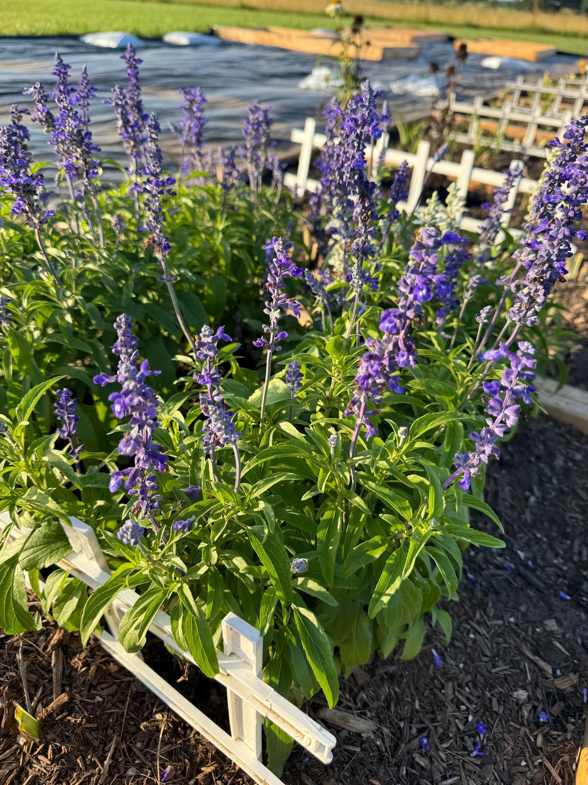 Annual Salvia Seeds | Vibrant Pollinator-Friendly Flower