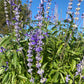 Annual Salvia Seeds | Vibrant Pollinator-Friendly Flower