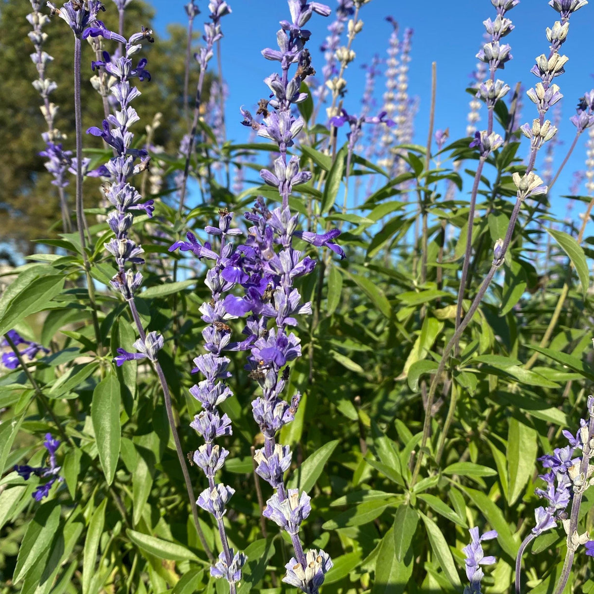 Annual Salvia Seeds | Vibrant Pollinator-Friendly Flower