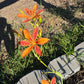 Blackberry Lily Seeds | Unique Spotted Perennial Flower