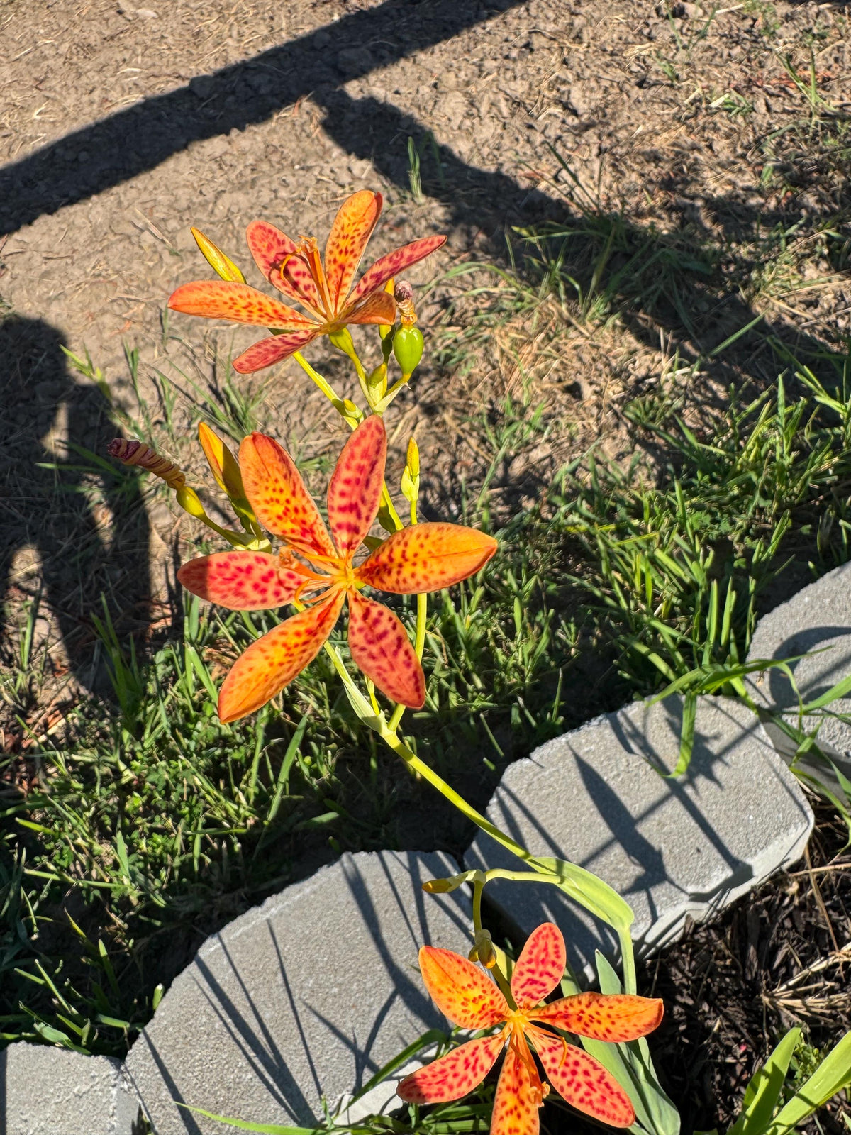 Blackberry Lily Seeds | Unique Spotted Perennial Flower