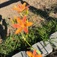 Blackberry Lily Seeds | Unique Spotted Perennial Flower