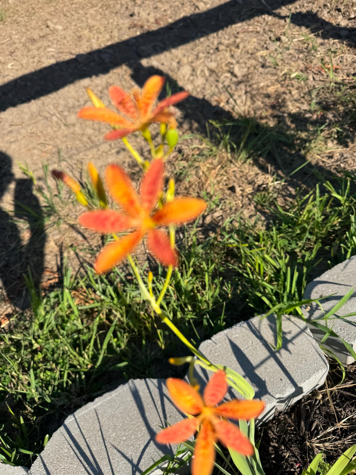 Blackberry Lily Seeds | Unique Spotted Perennial Flower
