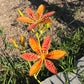 Blackberry Lily Seeds | Unique Spotted Perennial Flower