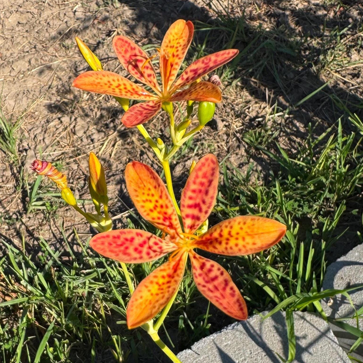 Blackberry Lily Seeds | Unique Spotted Perennial Flower