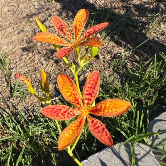 Blackberry Lily Seeds | Unique Spotted Perennial Flower