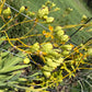 Blackberry Lily Seeds | Unique Spotted Perennial Flower