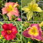 Mixed Hybrid Daylily Seeds – 10 Count | Open-Pollinated Mystery Blooms