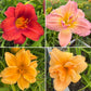 Mixed Hybrid Daylily Seeds – 10 Count | Open-Pollinated Mystery Blooms