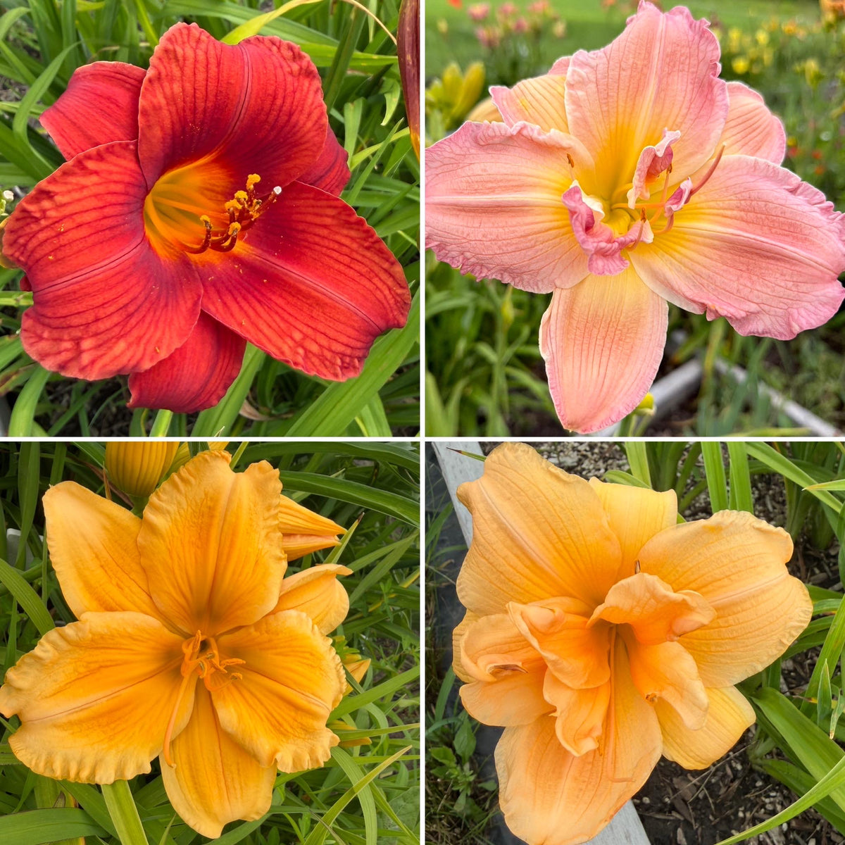 Mixed Hybrid Daylily Seeds – 10 Count | Open-Pollinated Mystery Blooms