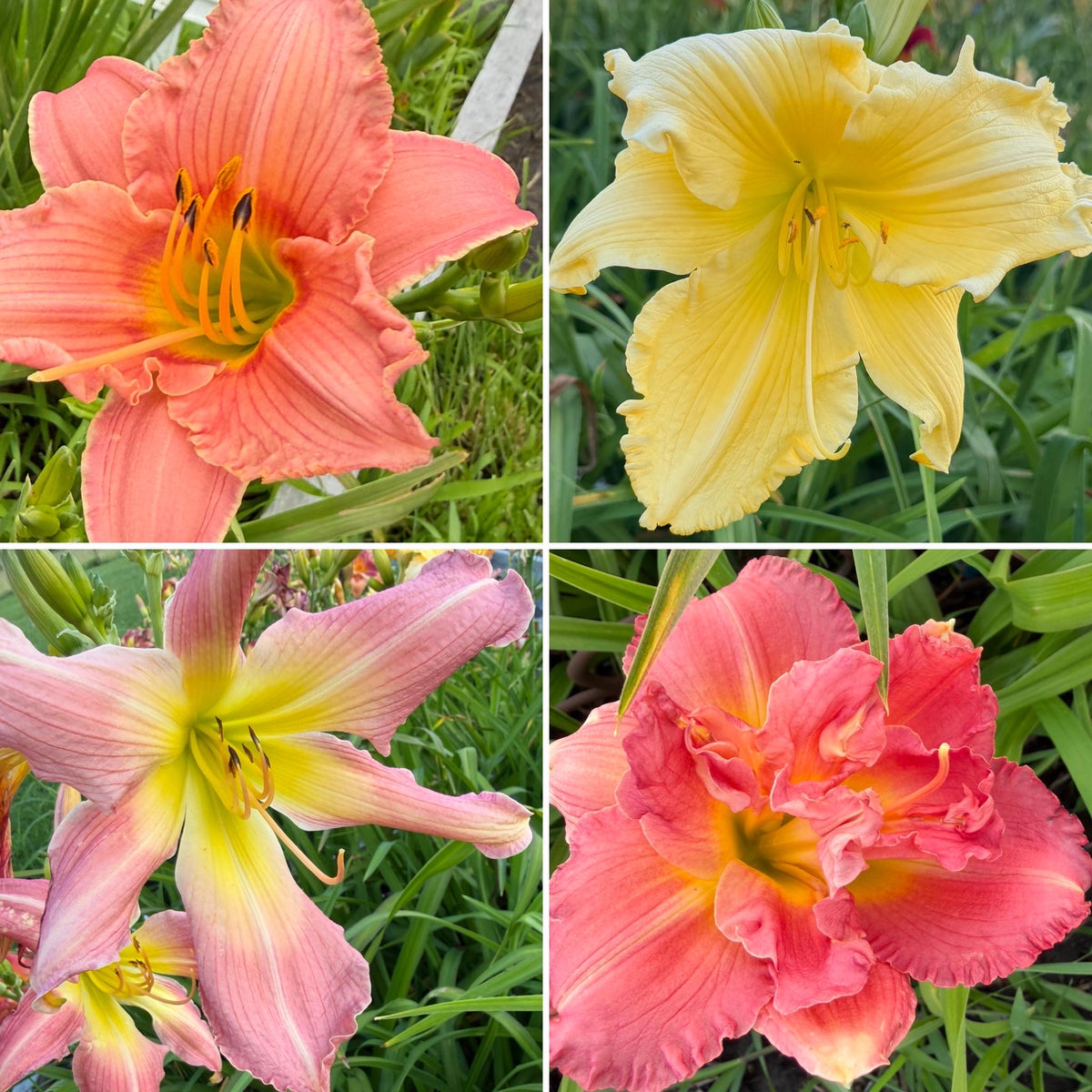 Mixed Hybrid Daylily Seeds – 10 Count | Open-Pollinated Mystery Blooms