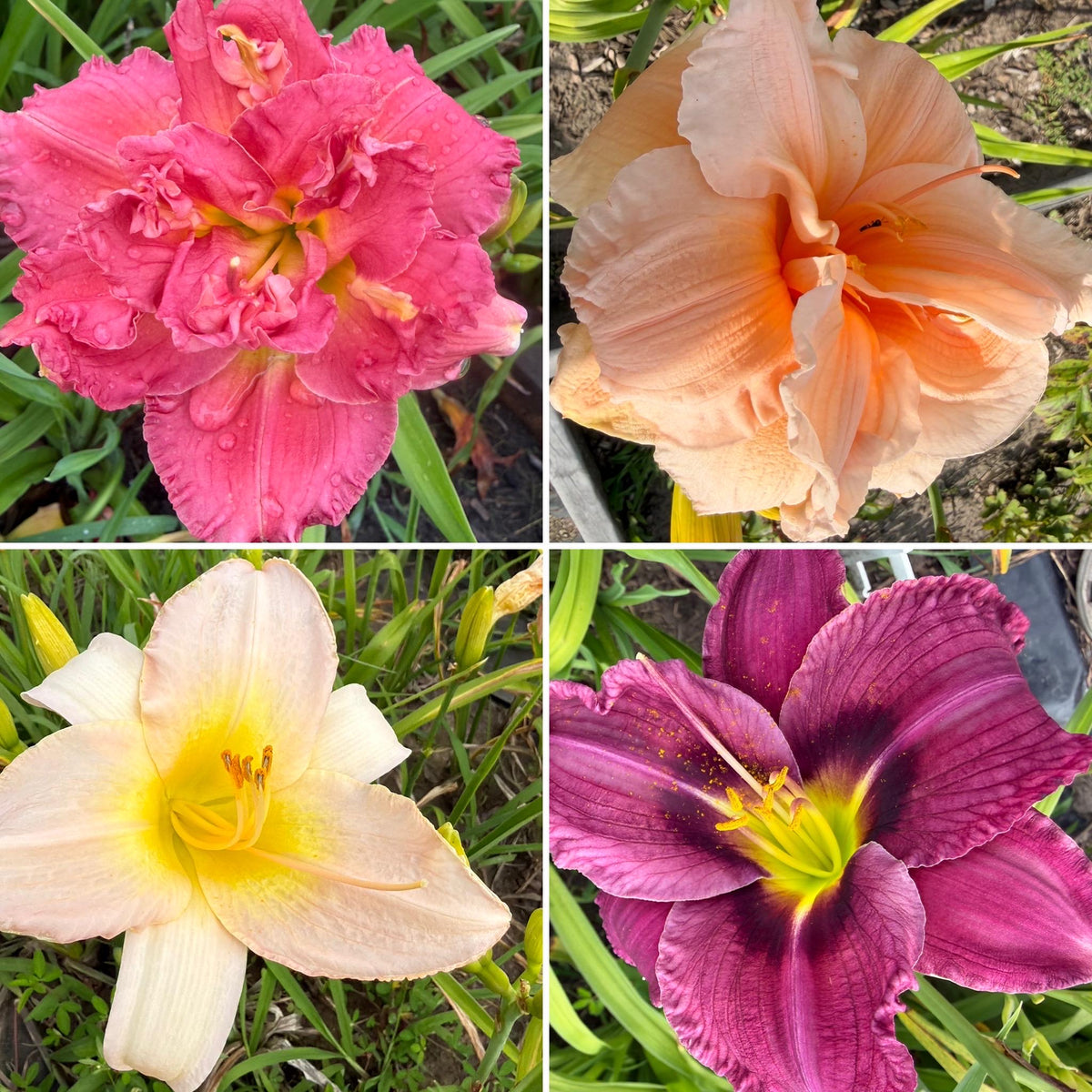Mixed Hybrid Daylily Seeds – 10 Count | Open-Pollinated Mystery Blooms