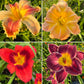 Mixed Hybrid Daylily Seeds – 10 Count | Open-Pollinated Mystery Blooms
