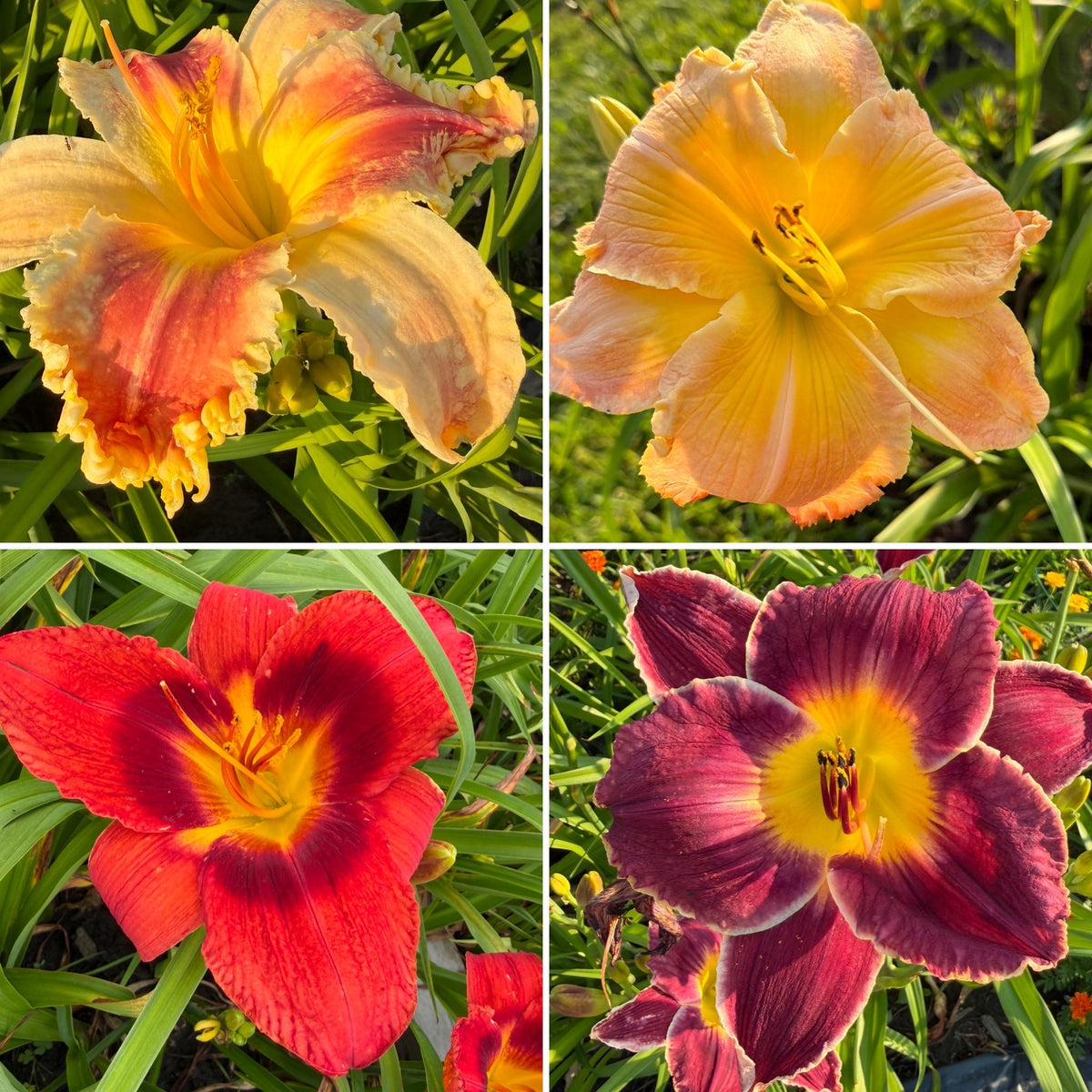 Mixed Hybrid Daylily Seeds – 10 Count | Open-Pollinated Mystery Blooms