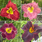 Mixed Hybrid Daylily Seeds – 10 Count | Open-Pollinated Mystery Blooms