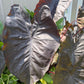Black Elephant Ear – 1 Live Bulb | Giant Dark-Foliage Tropical Plant