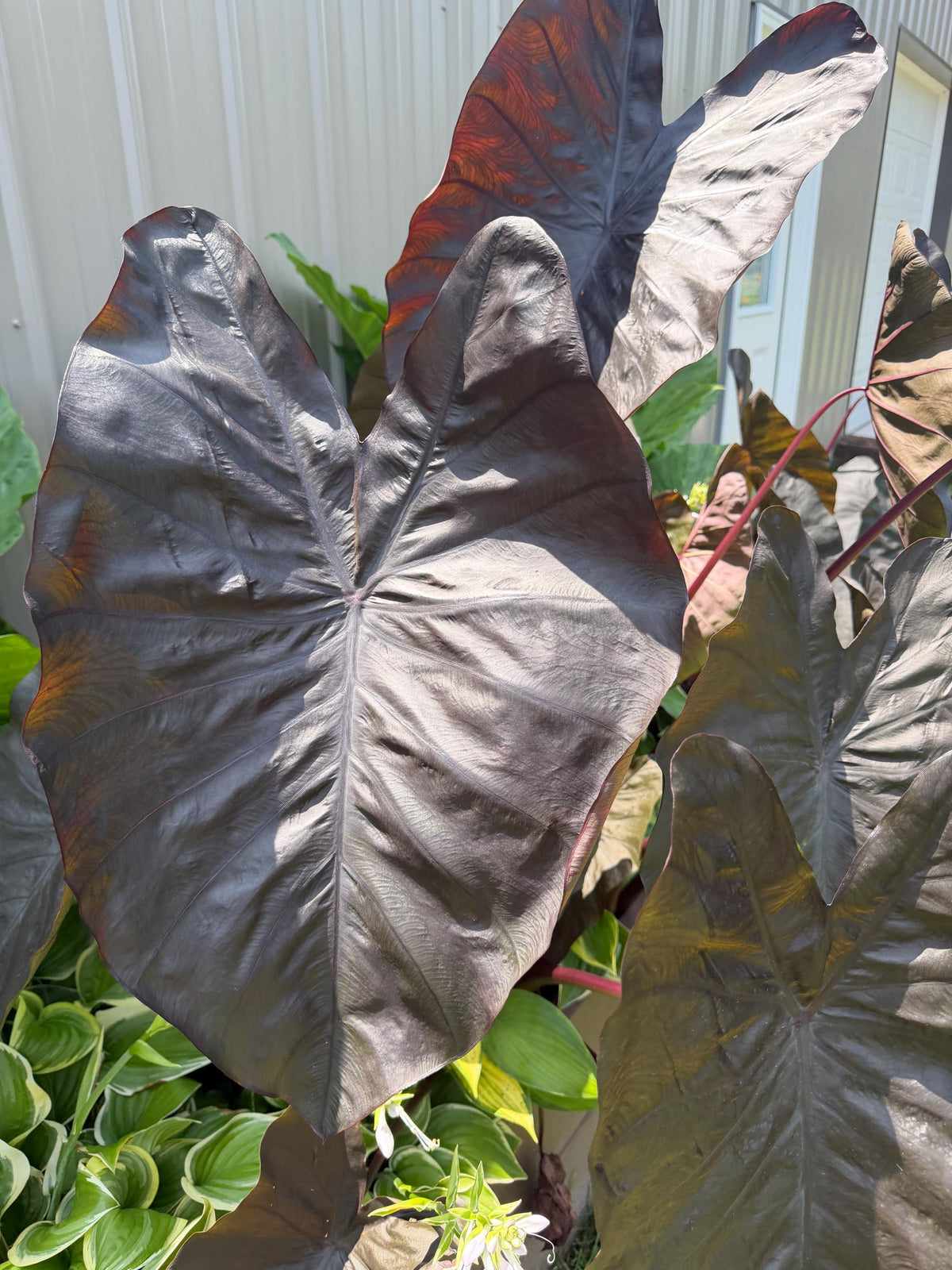 Black Elephant Ear – 1 Live Bulb | Giant Dark-Foliage Tropical Plant