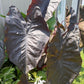 Black Elephant Ear – 1 Live Bulb | Giant Dark-Foliage Tropical Plant