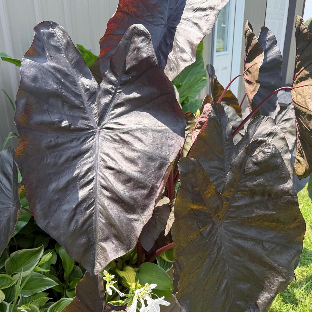Black Elephant Ear – 1 Live Bulb | Giant Dark-Foliage Tropical Plant