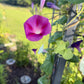 Morning Glory Mixed Color Seeds | Fast-Growing Annual Climbing Vine