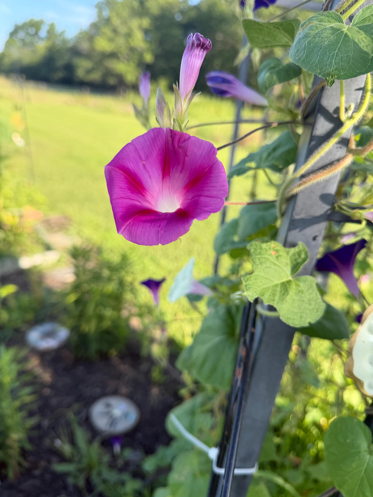 Morning Glory Mixed Color Seeds | Fast-Growing Annual Climbing Vine
