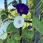 Morning Glory Mixed Color Seeds | Fast-Growing Annual Climbing Vine