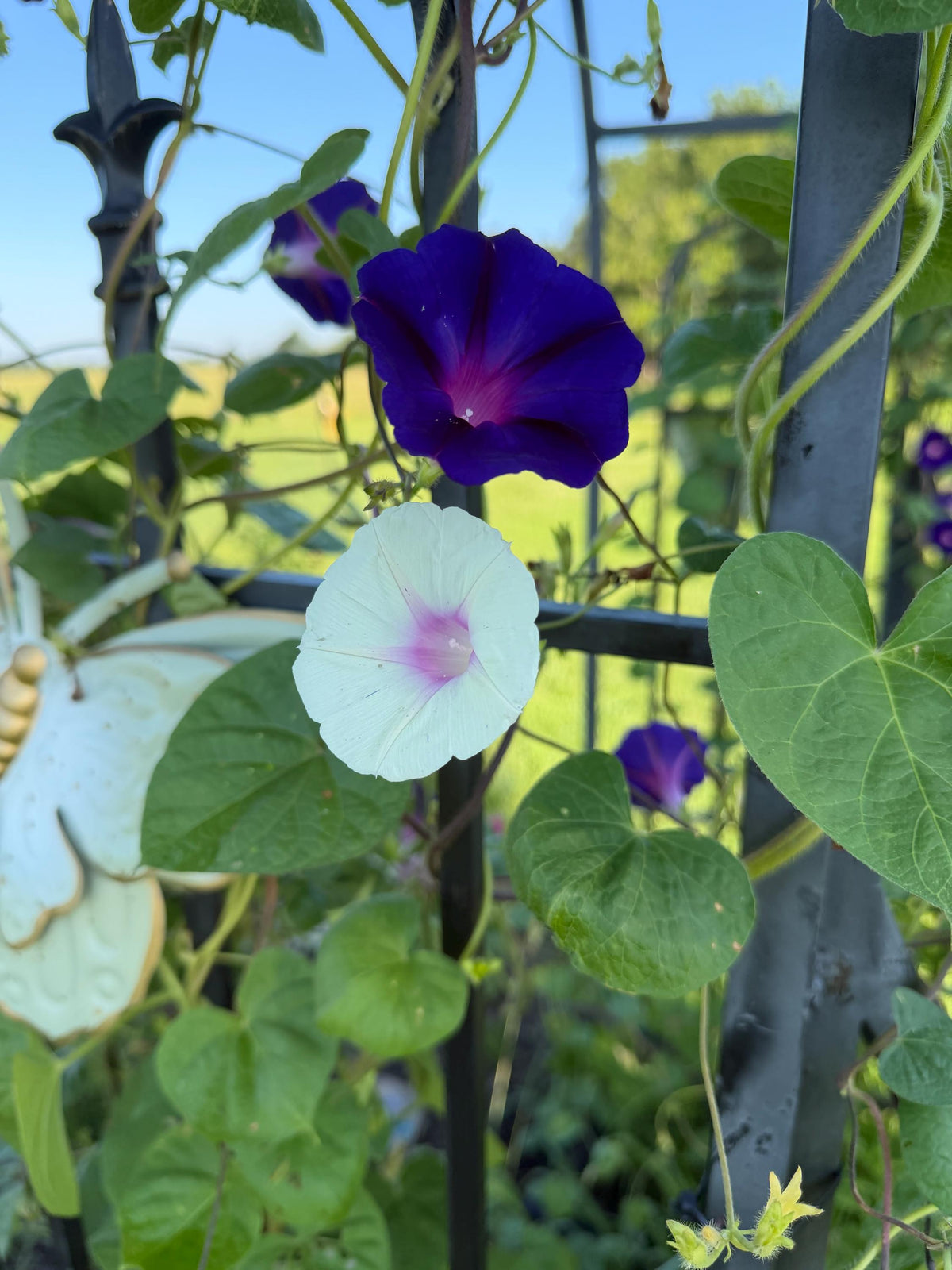 Morning Glory Mixed Color Seeds | Fast-Growing Annual Climbing Vine