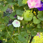 Morning Glory Mixed Color Seeds | Fast-Growing Annual Climbing Vine