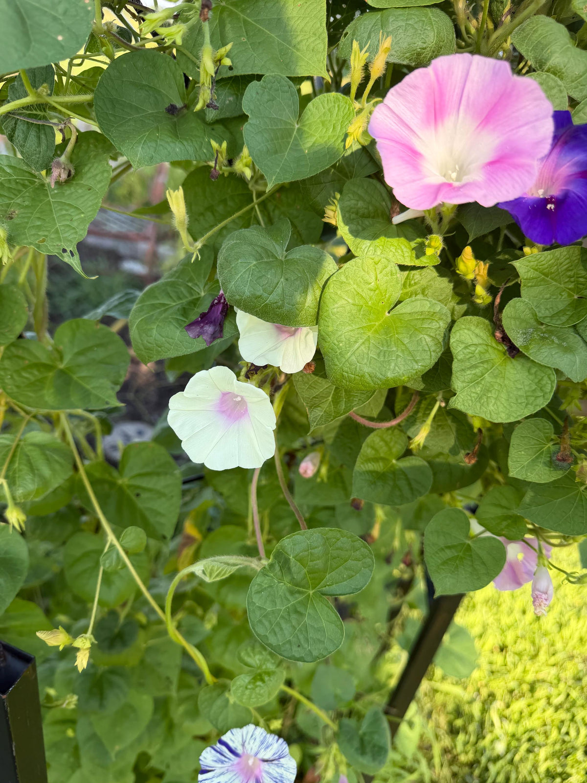 Morning Glory Mixed Color Seeds | Fast-Growing Annual Climbing Vine