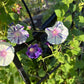 Morning Glory Mixed Color Seeds | Fast-Growing Annual Climbing Vine