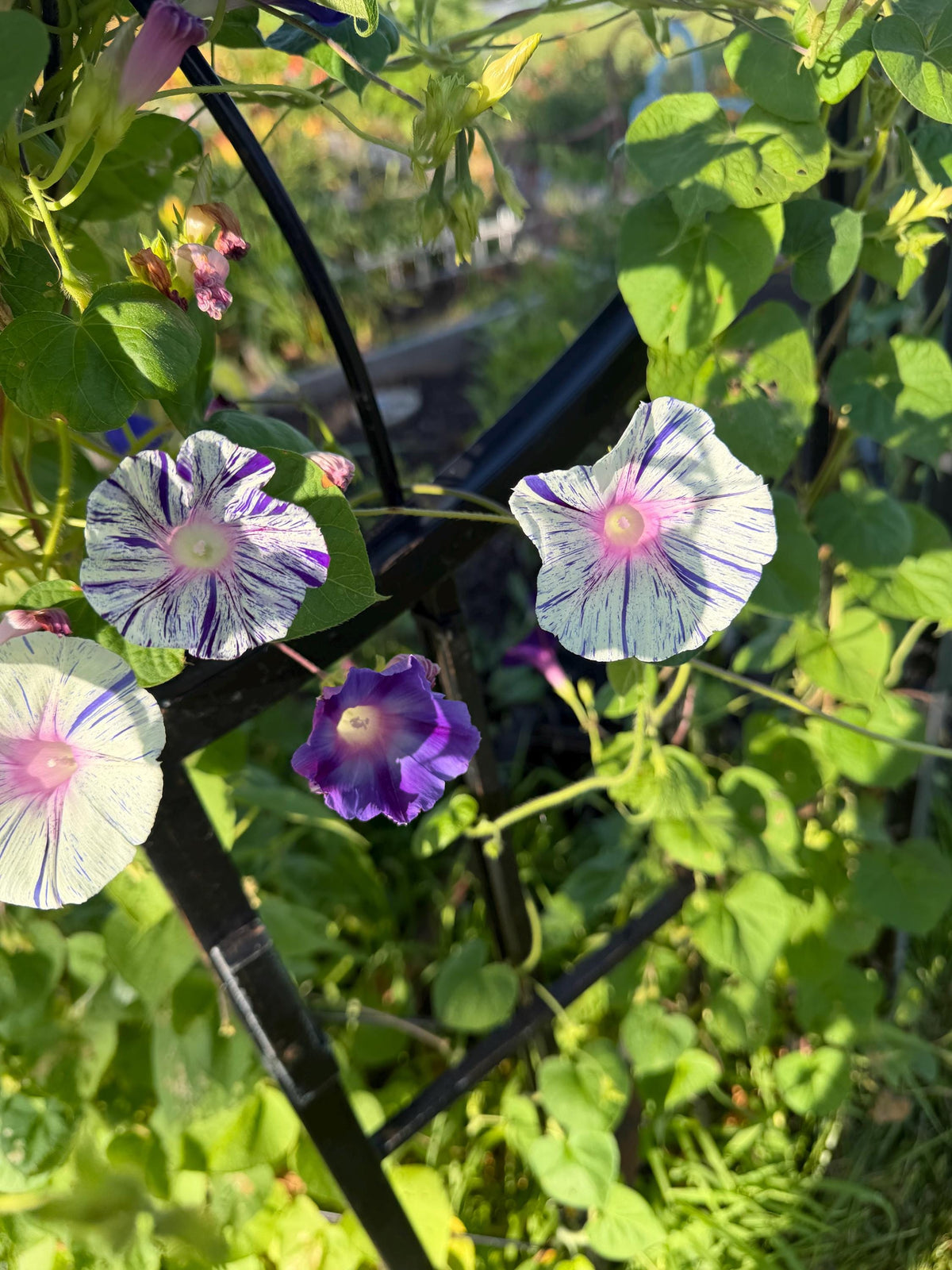 Morning Glory Mixed Color Seeds | Fast-Growing Annual Climbing Vine