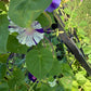 Morning Glory Mixed Color Seeds | Fast-Growing Annual Climbing Vine