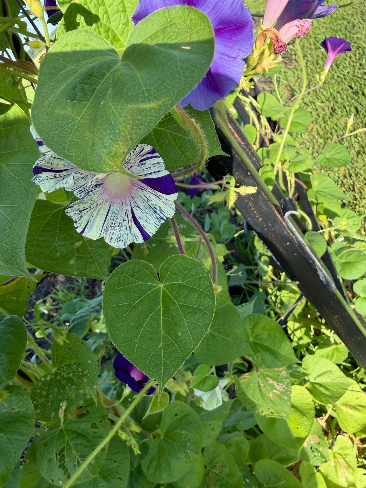 Morning Glory Mixed Color Seeds | Fast-Growing Annual Climbing Vine