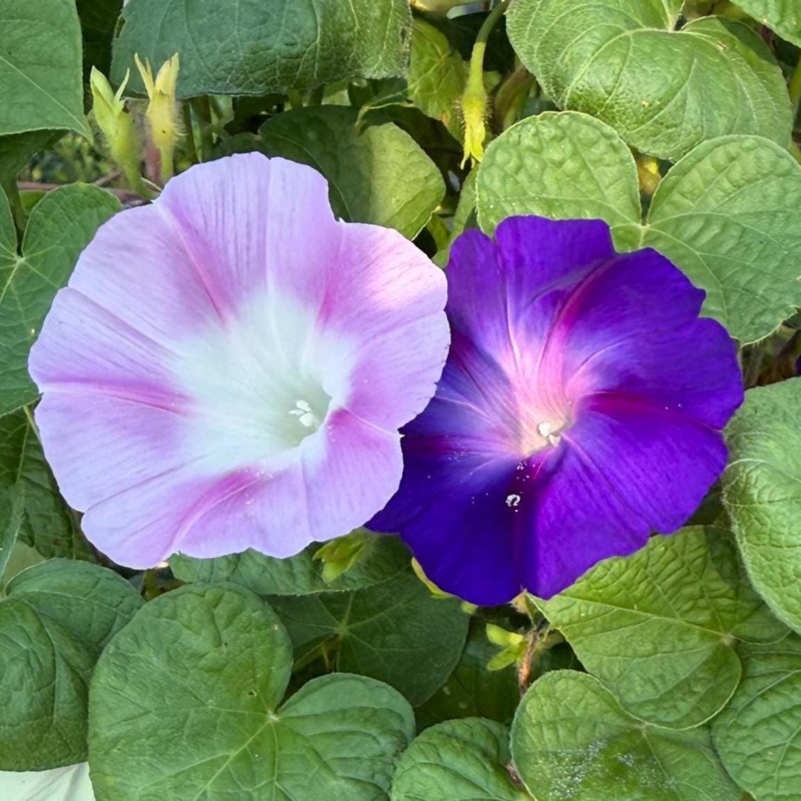 Morning Glory Mixed Color Seeds | Fast-Growing Annual Climbing Vine