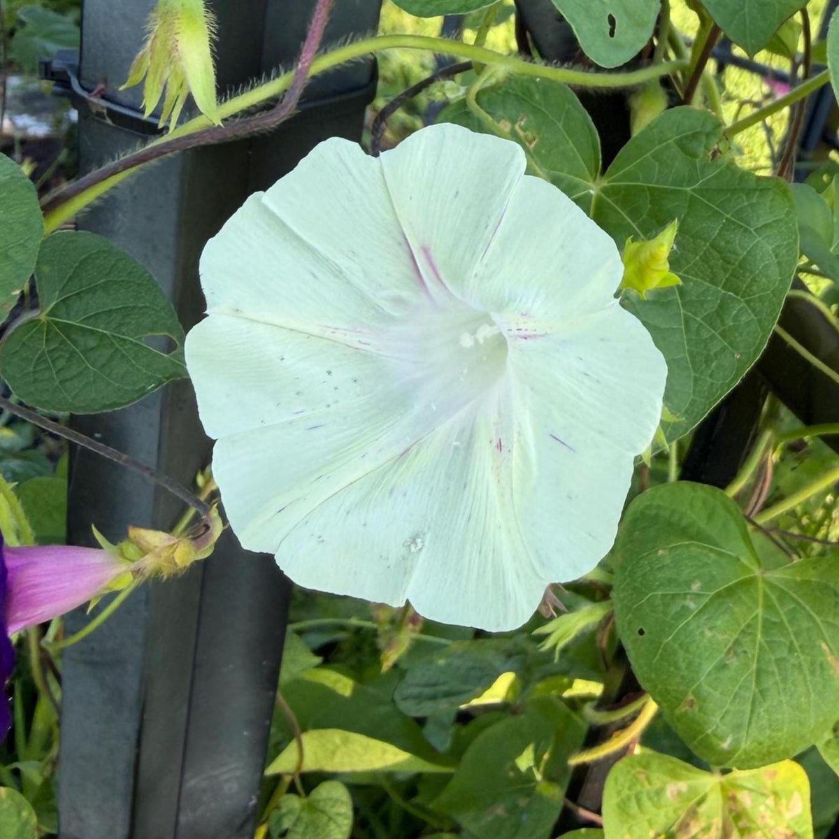 Morning Glory Mixed Color Seeds | Fast-Growing Annual Climbing Vine
