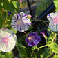 Morning Glory Mixed Color Seeds | Fast-Growing Annual Climbing Vine