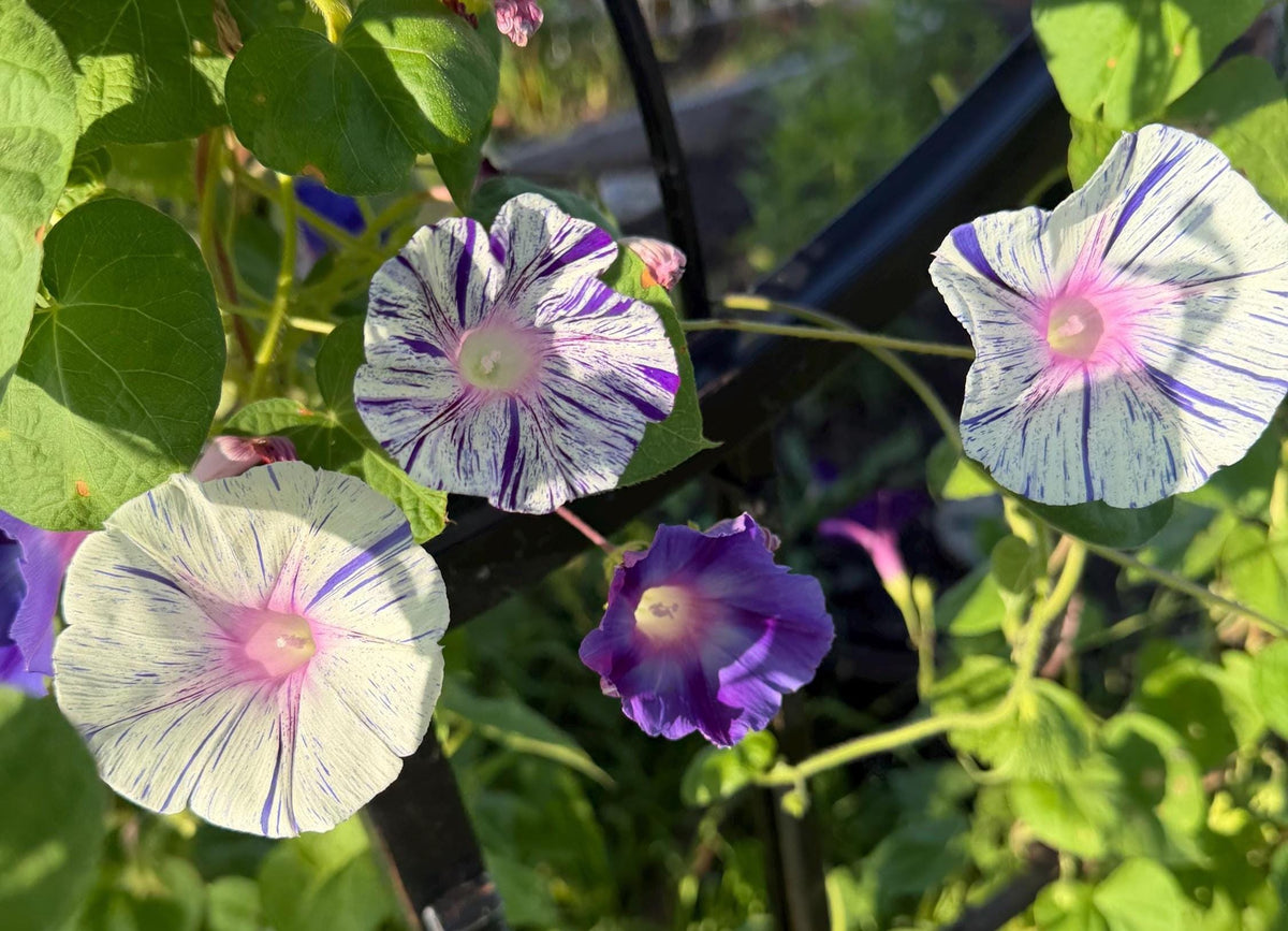Morning Glory Mixed Color Seeds | Fast-Growing Annual Climbing Vine