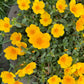 Purslane Seeds- Mixed Color Variety, Drought-Tolerant | Fast-Growing Annual