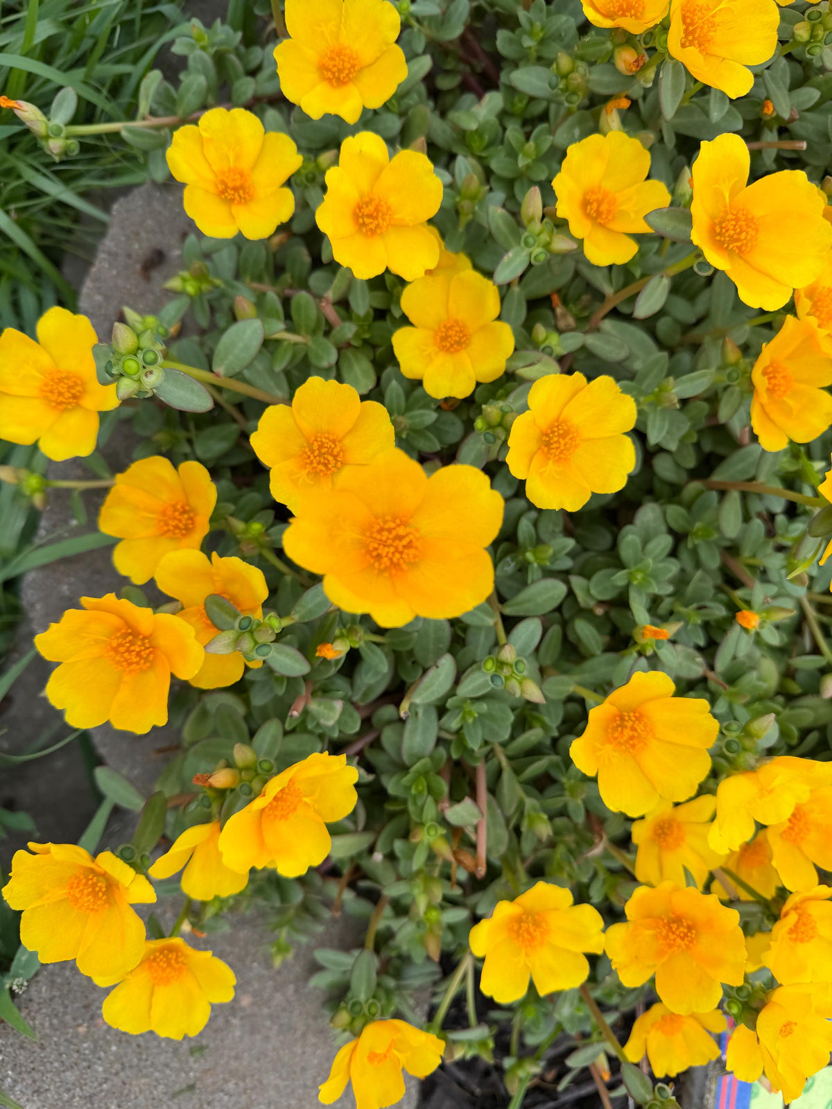 Purslane Seeds- Mixed Color Variety, Drought-Tolerant | Fast-Growing Annual