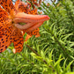 Orange Double Bloom Tiger Lily – 1 Live Bulb | Unique Spotted Blooms